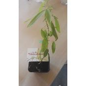 Plante qui danse - Plant de Desmodium gyrans