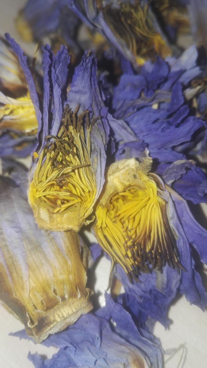 Lotus Bleu Pétales Nymphaea Caerulea Fleur Entière